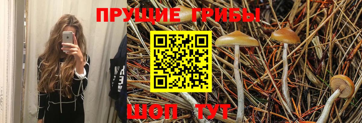 Волхов  Псилоцибиновые грибы GOLDEN TEACHER  Вход с VPN  Псилоцибиновые грибы Magic Shrooms 